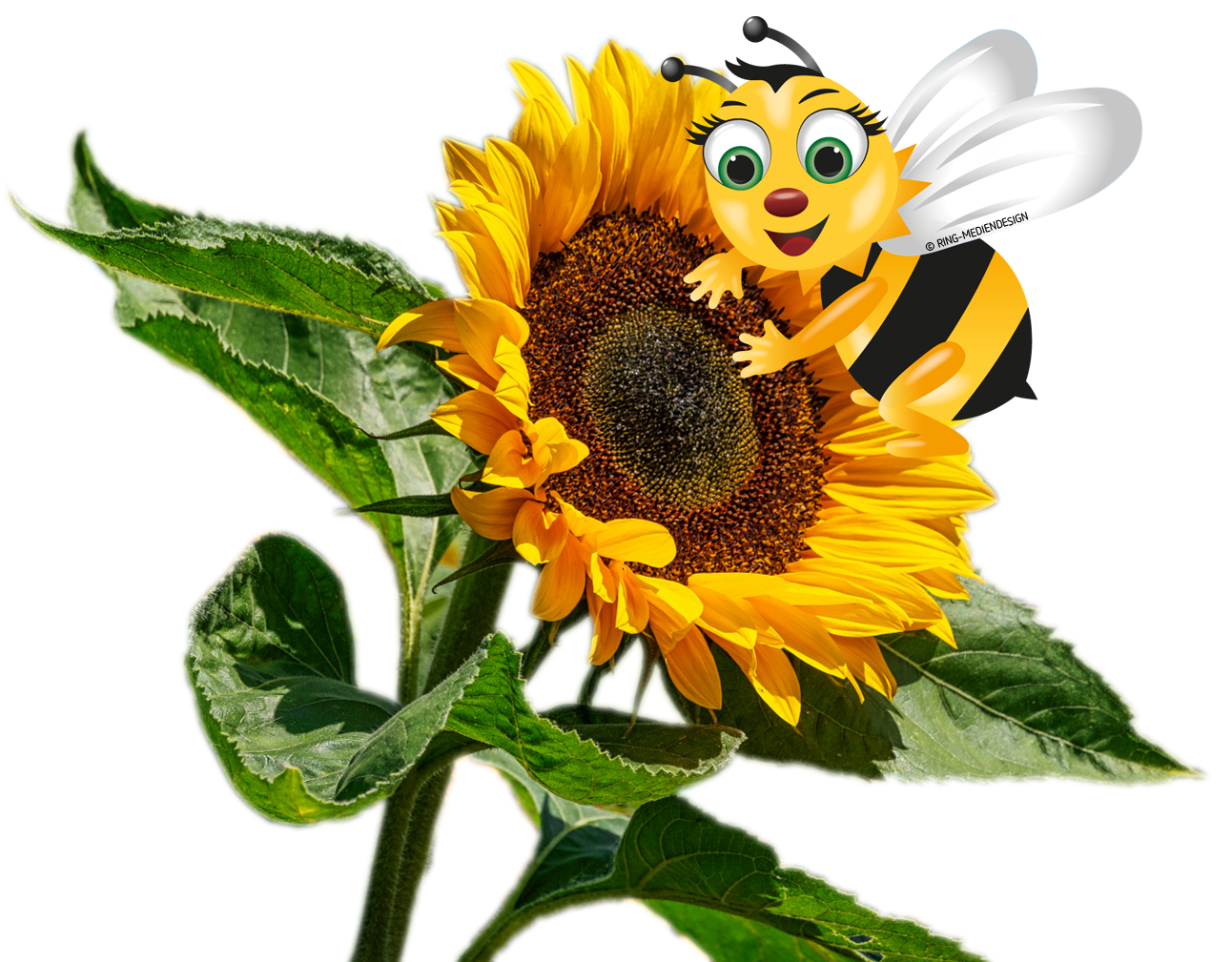 Biene sitzt auf Sonnenblume